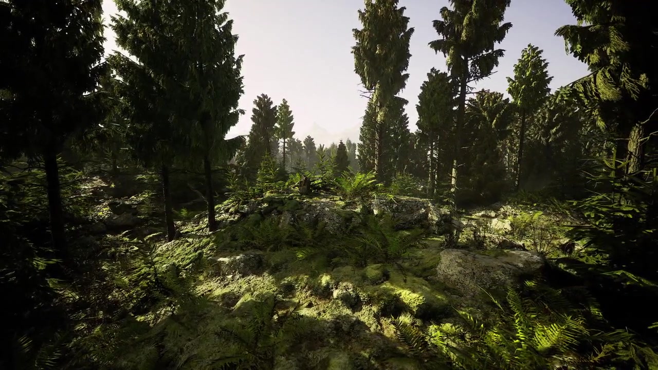 Captivating forest in summer filled with hidden animals and plants
