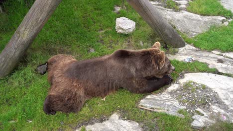 Fauler-Braunbär,-Der-Beim-Verzehr-Einer-Mahlzeit-Auf-Dem-Bauch-Liegt---Bär-In-Gefangenschaft---Statischer-Schuss-Aus-Hohem-Winkel,-Der-Auf-Den-Bären-Herabblickt---Norwegen