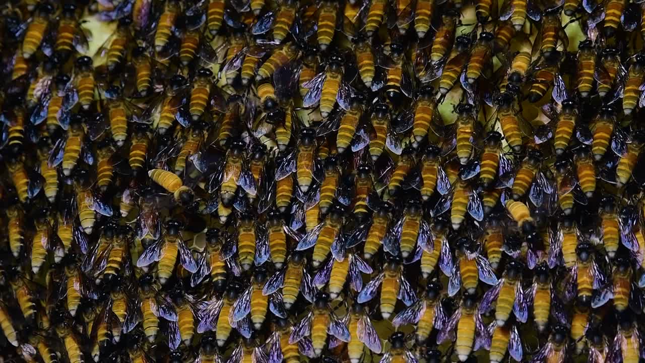 se sabe que las abejas melíferas gigantes construyen grandes colonias de nidos con bolsillos simétricos hechos de cera para almacenar miel como fuente de alimento.