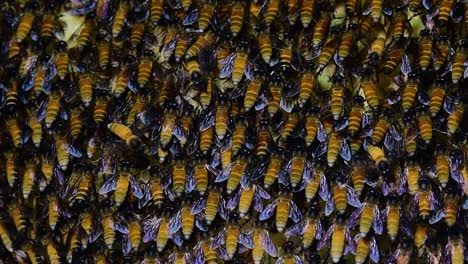 Se-Sabe-Que-Las-Abejas-Melíferas-Gigantes-Construyen-Grandes-Colonias-De-Nidos-Con-Bolsillos-Simétricos-Hechos-De-Cera-Para-Almacenar-Miel-Como-Fuente-De-Alimento.