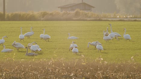 Eine-Herde-Von-Singschwänen,-Die-In-Der-Goldenen-Stundenbeleuchtung-Der-Migrationszeit-Auf-Der-Wiese-Ruhen