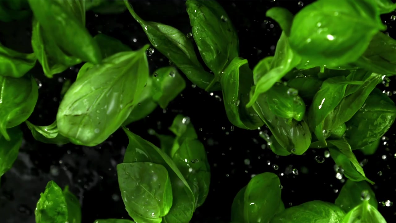 Schizzi d'acqua su foglie fresche di basilico verde al rallentatore