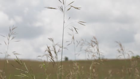 Wildgräser-Wachsen-Auf-Dem-Riesigen-Ackerland-–-Nahaufnahme