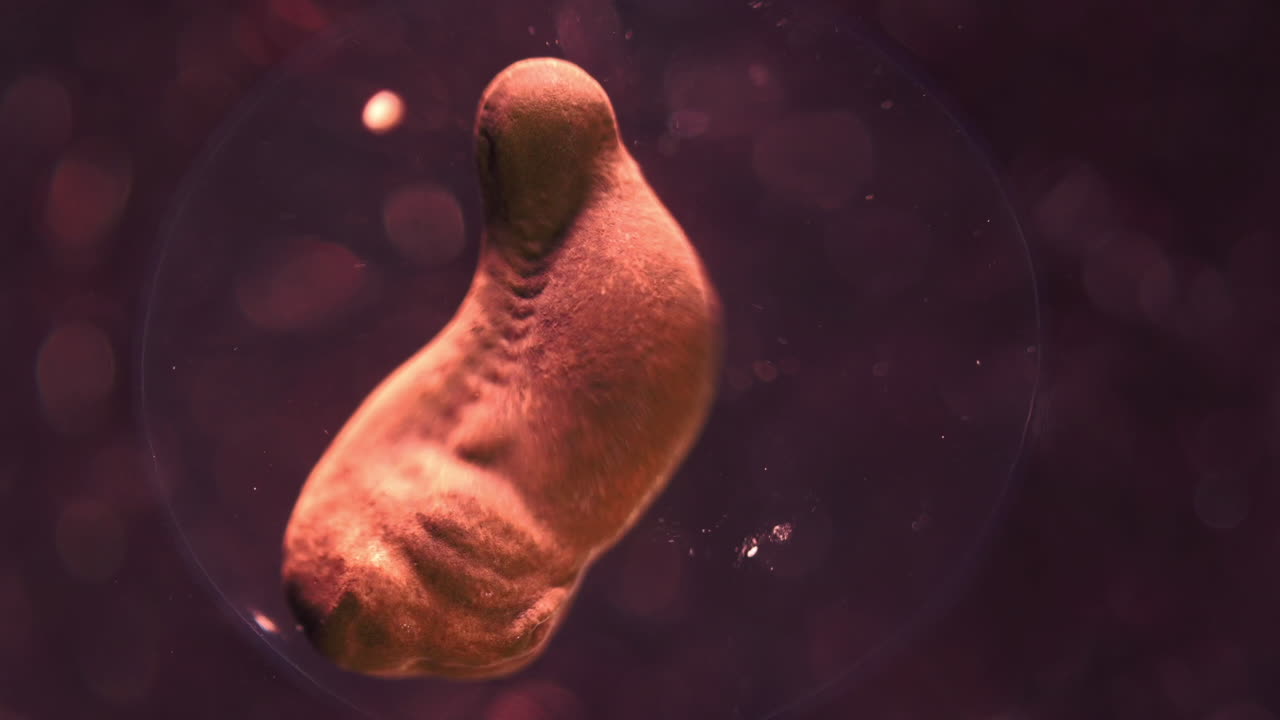 Development of an Amphibian Embryo