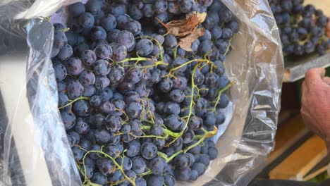 a person buying grapes at a farmers market