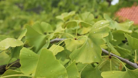 Ginkgo-Biloba-tree-branch-Green-leaves-selective-focus