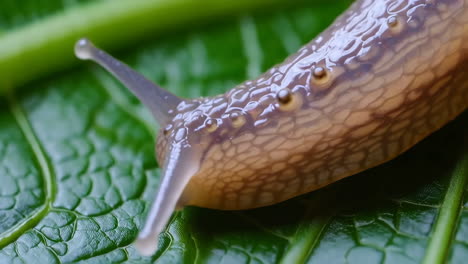 Close-up Macro Shot of a Slug on a Green Leaf