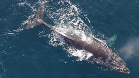aerial close-up of humpback whale floating on ocean surface, breathing and sunbathing calmly on a bright sunny day – intimate marine wildlife top-down footage
