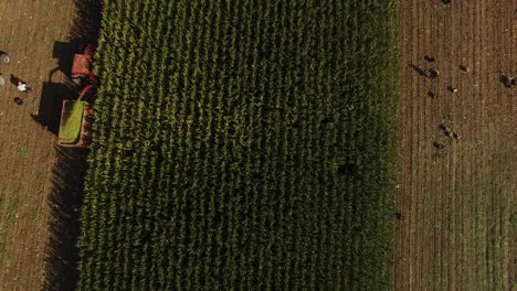 top view agricultural tractor cultivating field