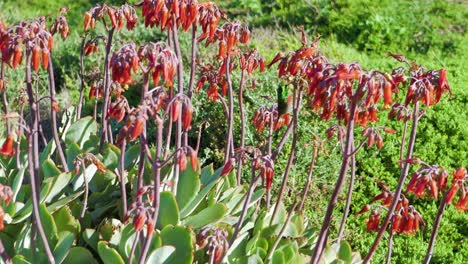 Sunbird-De-Doble-Cuello-Del-Sur-Chupando-Néctar-De-La-Planta-Con-Flores-Colgantes-Rojas