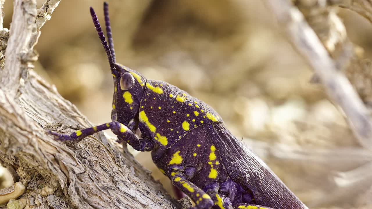 Poekilocerus is a genus of grasshoppers. The species is highly toxic. found in the deserts of the Middle East and northern Africa.