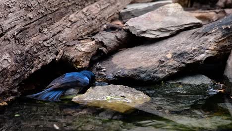 El-Papamoscas-Azul-De-Indochina-Se-Encuentra-En-Los-Bosques-De-Las-Tierras-Bajas-De-Tailandia,-Conocido-Por-Sus-Plumas-Azules-Y-Su-Pecho-De-Naranja-A-Blanco