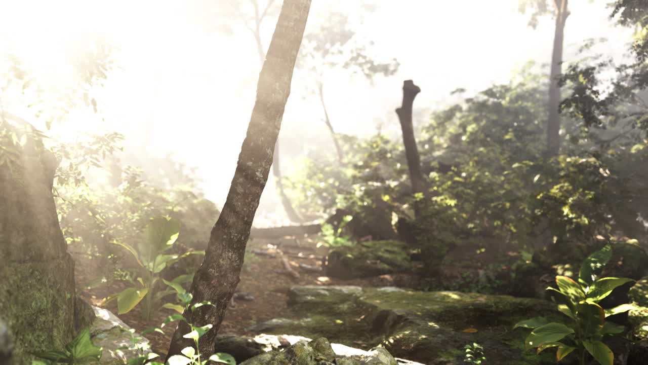 빛이 울창한 숲의 안개를 통해 흐르고 있습니다.