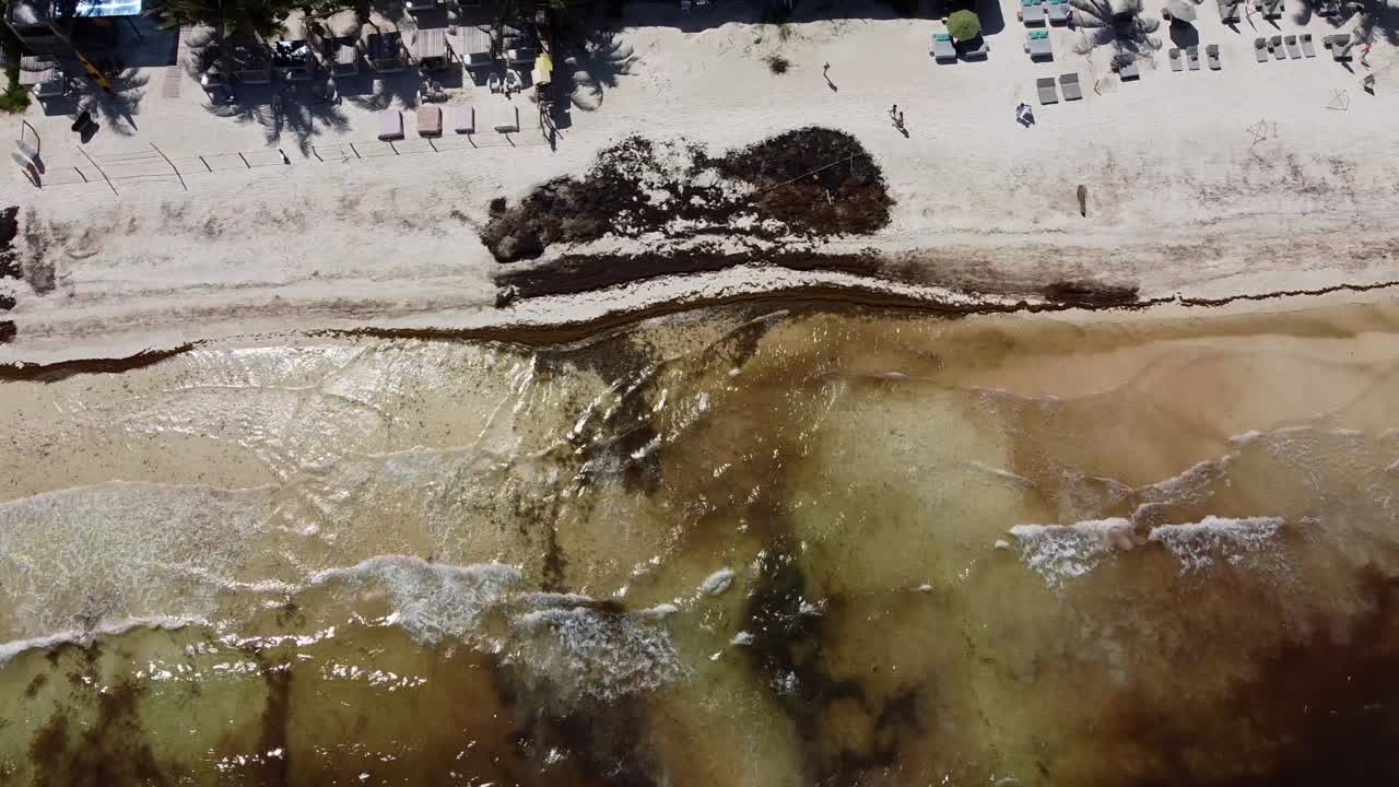 Brown ocean and tropical white sand beach in Tulum infested by Sargassum, aerial top down