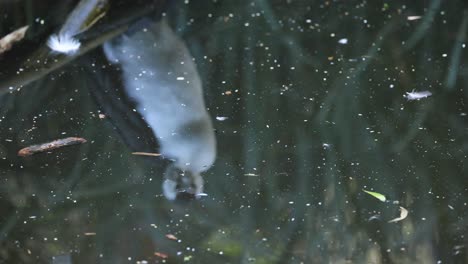 a cormorant's reflection in water