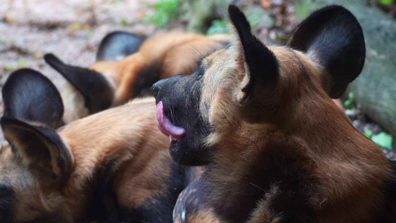 Un primo piano di un branco di licaoni (Lycaon pictus) a riposo.