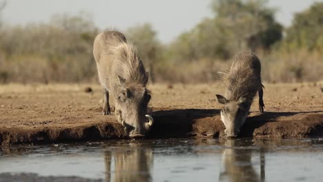 Wide-shot-of-two-warthogs-quenching-their-thirst-at-a-waterhole-in-Mashatu-Bostwana