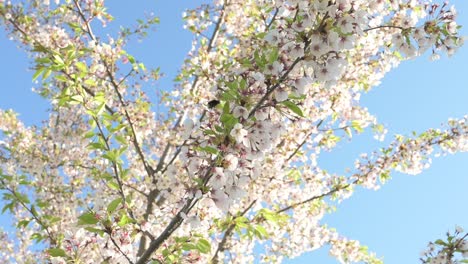 Abeja-Trabajando-En-Flor-De-Cerezo