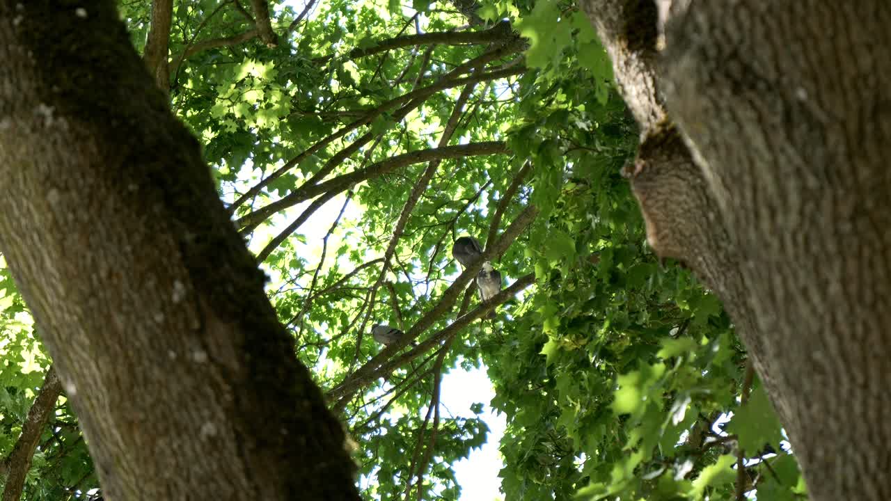 도시 공원에서 나무 위에 앉아 있는 비둘기 들