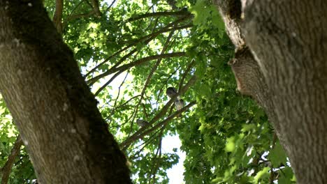 Palomas-Sentadas-En-Un-árbol-En-Un-Parque-De-La-Ciudad