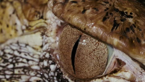 macro primer plano de un globo ocular crocodillian