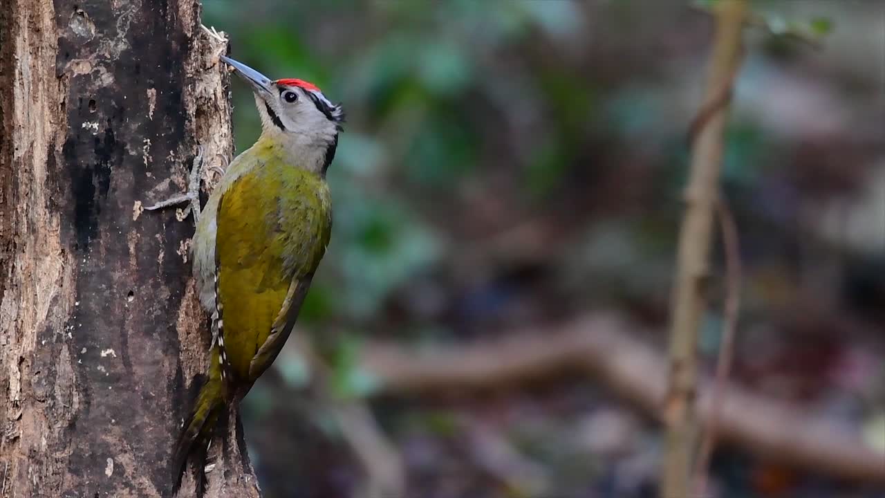 el pájaro carpintero de cabeza gris también se llama pájaro carpintero de cara gris que se encuentra en muchos parques nacionales de tailandia y es muy particular al elegir su hábitat para que prospere