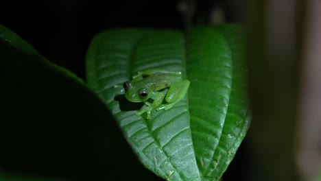 a cute green glass frog resting on a leaf