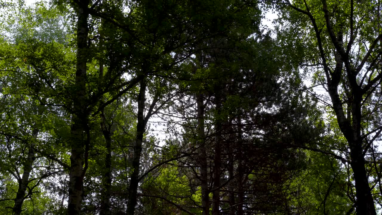 Trees leaves texture against sunlight on a peaceful city park at morning