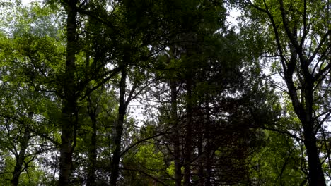 Trees-leaves-texture-against-sunlight-on-a-peaceful-city-park-at-morning