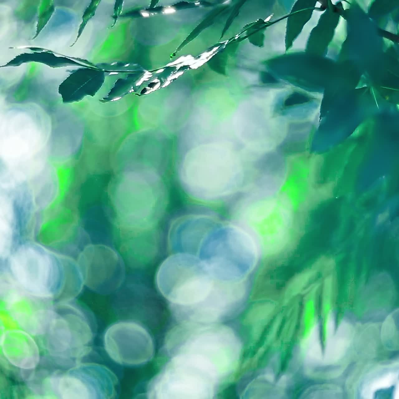 Morning sun through trees