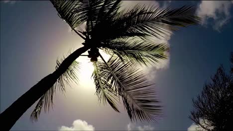 lone palm tree against the sun and clear blue sky