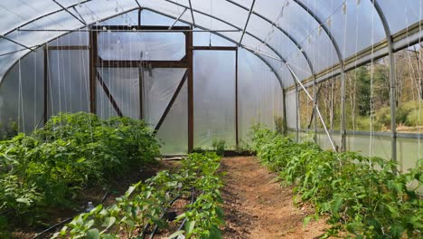 Dolly-Shot-Moviéndose-Volando-Sobre-Plantas-De-Tomate-Y-Pimiento-En-Un-Pequeño-Invernadero-Agrícola