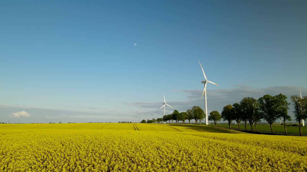 지속 가능한 녹색 풍력 에너지를 생산하는 백그라운드에서 황금 카놀라 밭과 풍력 터빈 위로 공중 궤도를 돌고 있습니다.