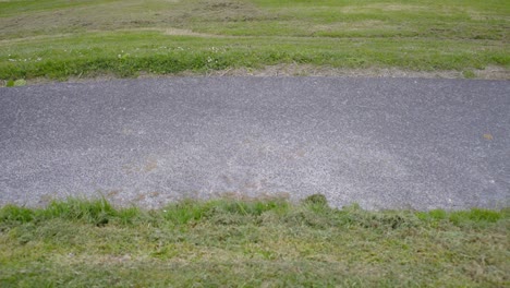 cement road between the grass in a garden in the park