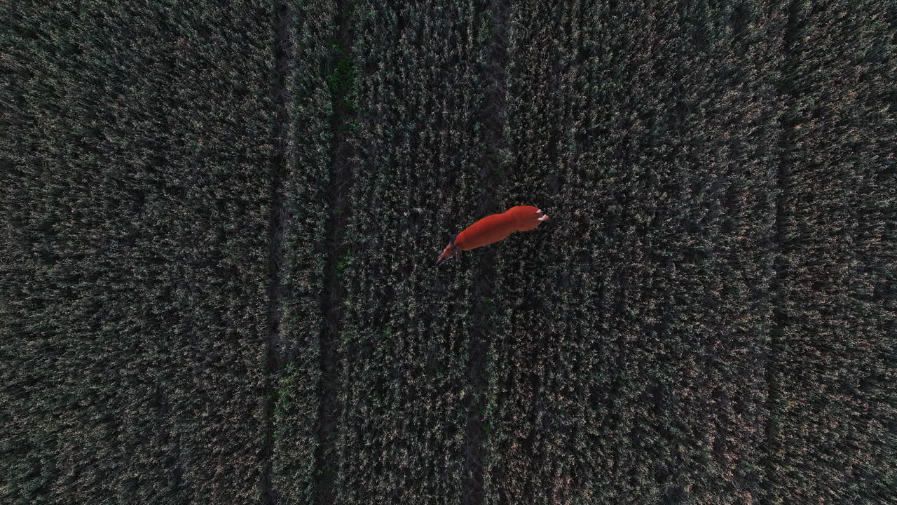 시골  ⁇ , 여름 저녁에 odocoileus virginianus 사 ⁇  위 에 있는 공중 뷰