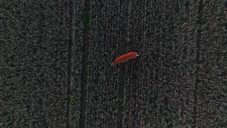 vista aérea por encima de un ciervo odocoileus virginianus en un campo rural, noche de verano