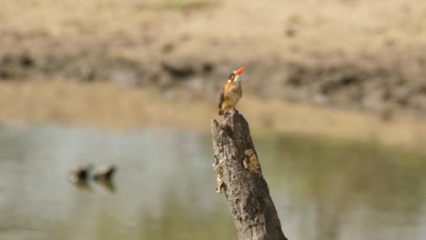 juvenile malachite kingfisher hunts from dead tree stump at side of pond, returns with small fish in beak, eats it, shakes and puffs feathers, then turns to look for more fish below