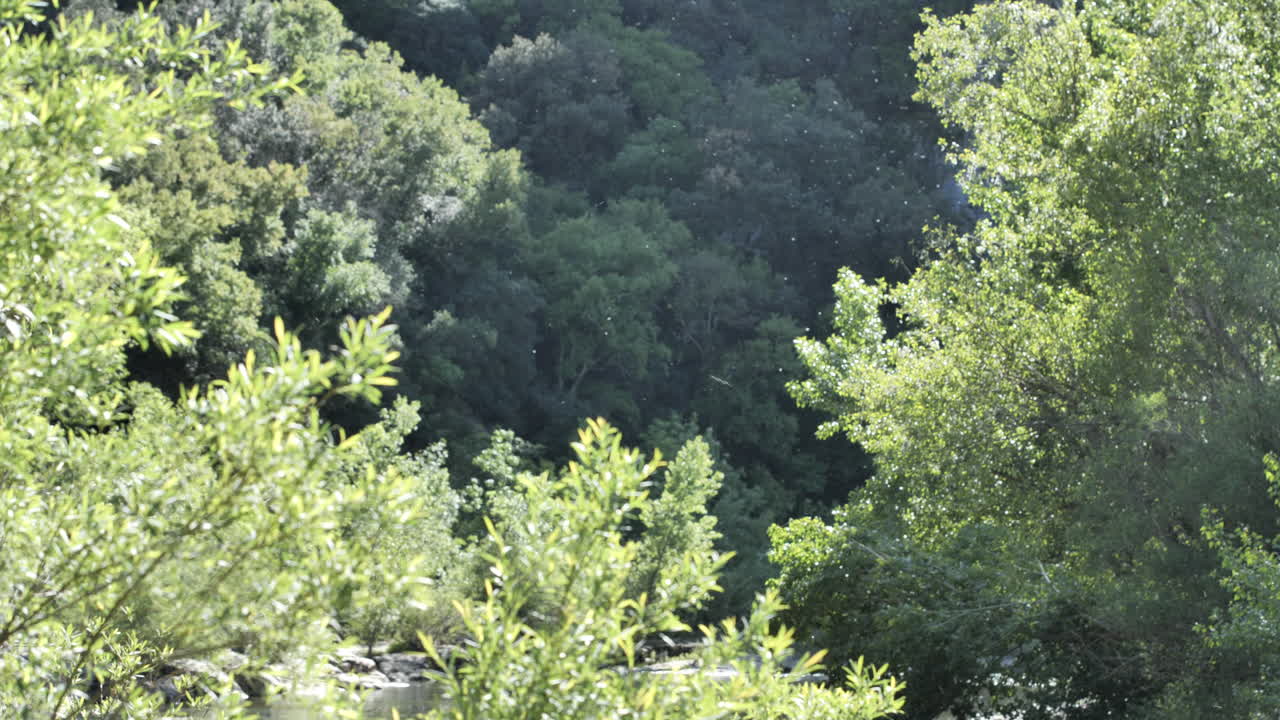 꽃가루를 방출하는 나무와 함께 봄 시즌 프랑스 녹색 풍경