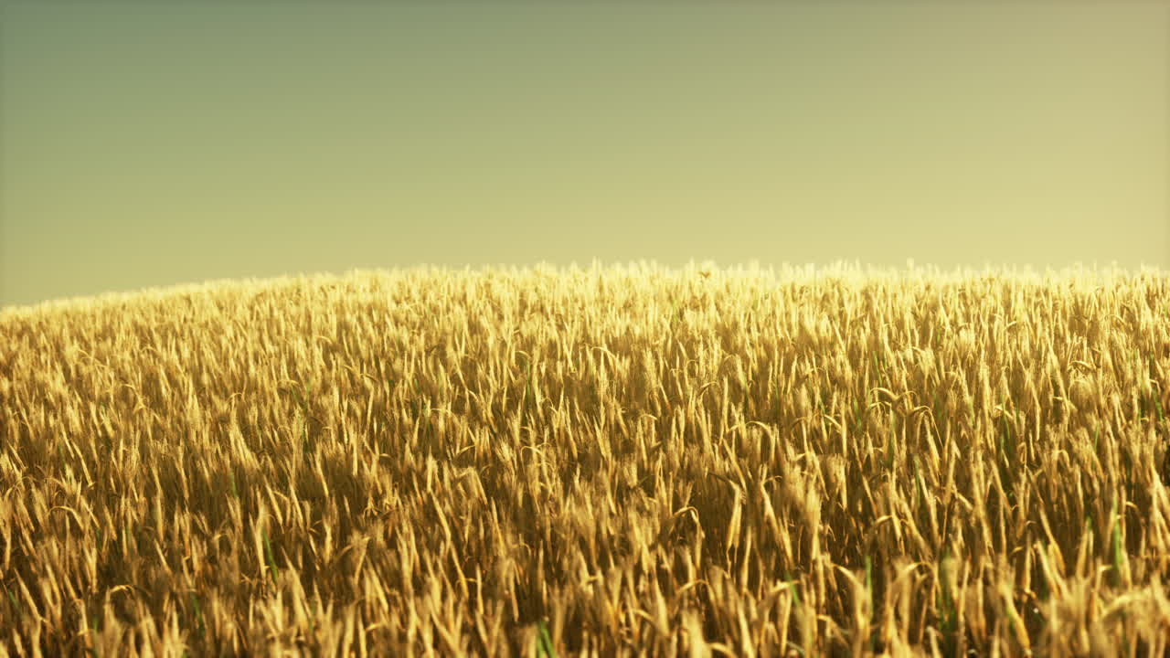 해가 지는 동안 농업용 밀 ⁇