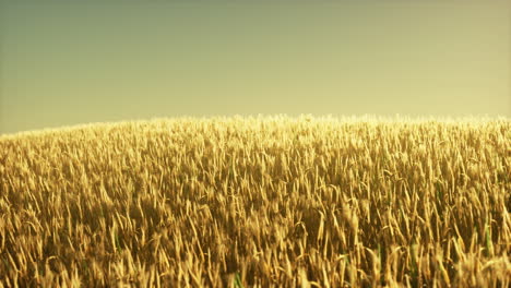 campo de trigo agrícola bajo la puesta del sol
