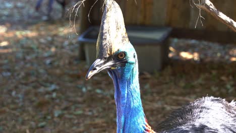 Southern-cassowary,-casuarius-casuarius,-curiously-wondering-around-the-surrounding-environment,-close-up-shot-of-a-large-flightless-black-bird