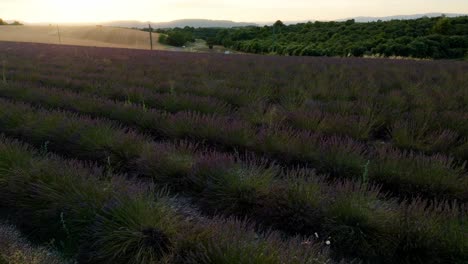 Volando-De-Lado-Lentamente-Sobre-Un-Campo-De-Lavanda-En-Provenza-Francia