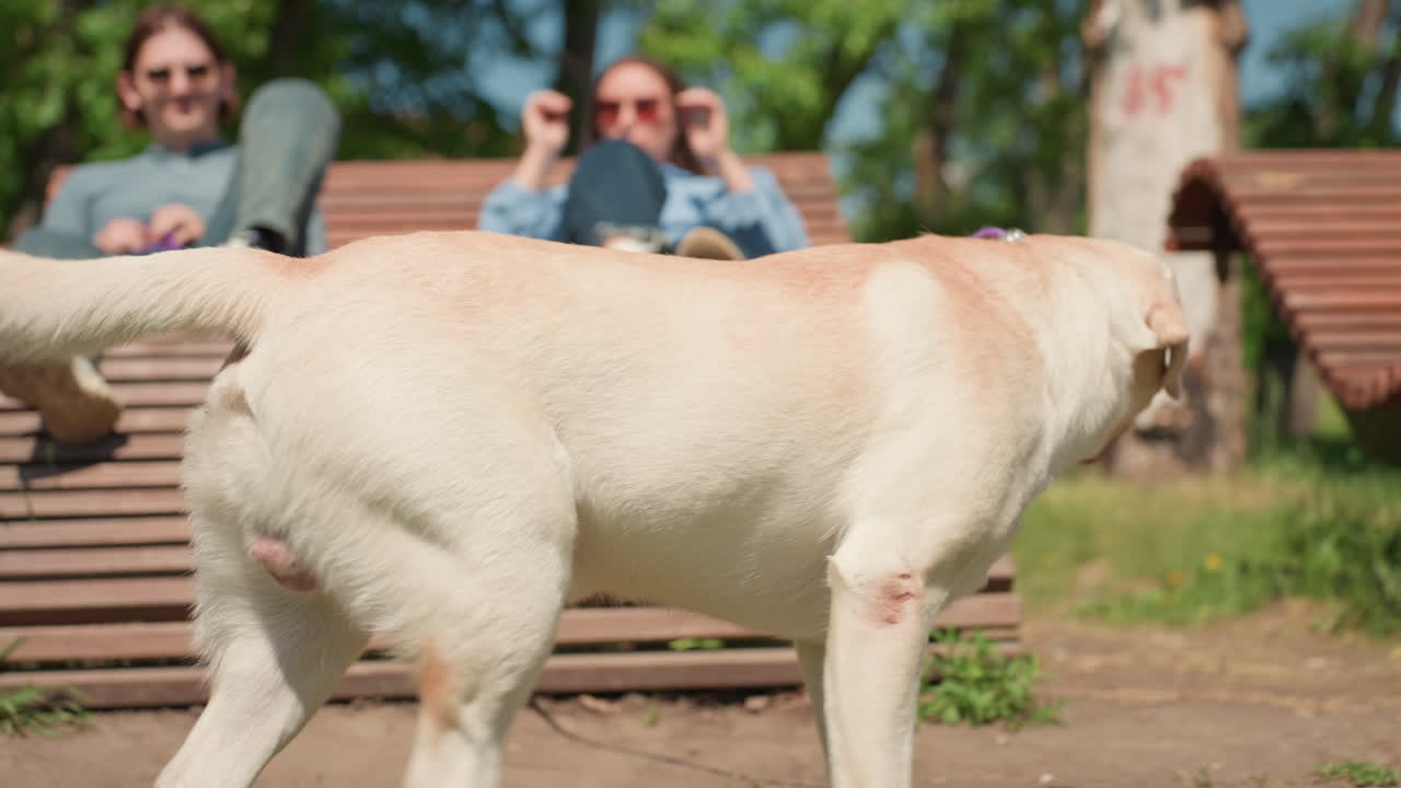 흰색 벤치 근처 래브라도, 선글라스와 청바지를 입고 휴식을 취하는 커플 옆에서 강아지가 나무 판자를 탐색하고 풀 냄새를 맡고 있으며, 따뜻한 여름 햇살과 잎이 무성한 나무들이 평화로운 야외 여가 장면을 연출합니다.