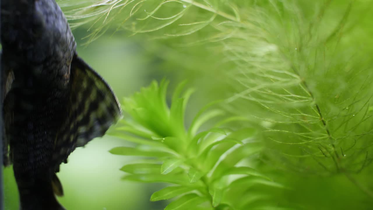 toma estática apretada en cámara lenta de un devorador de algas