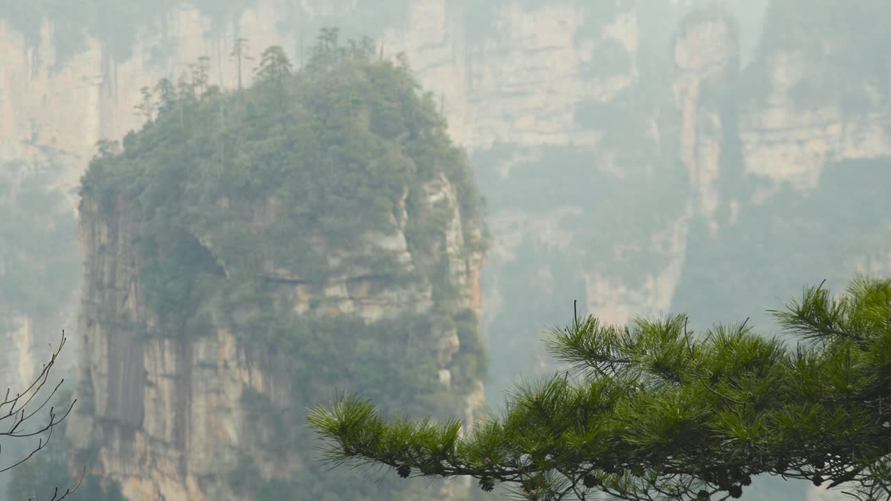 Captivating view of Zhangjiajie’s towering rock formations, partially obscured by mist, with a lush green pine branch in the foreground. A scene of serene natural beauty