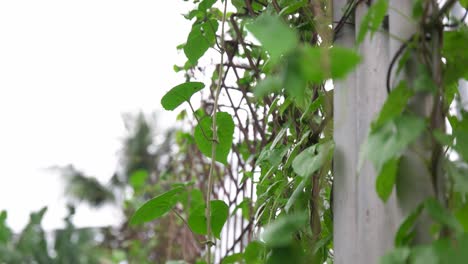 the-bushes-that-creep-on-the-iron-fence