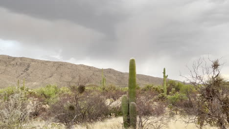 intense monsoon lightning storm over saguaro national park in tucson arizona