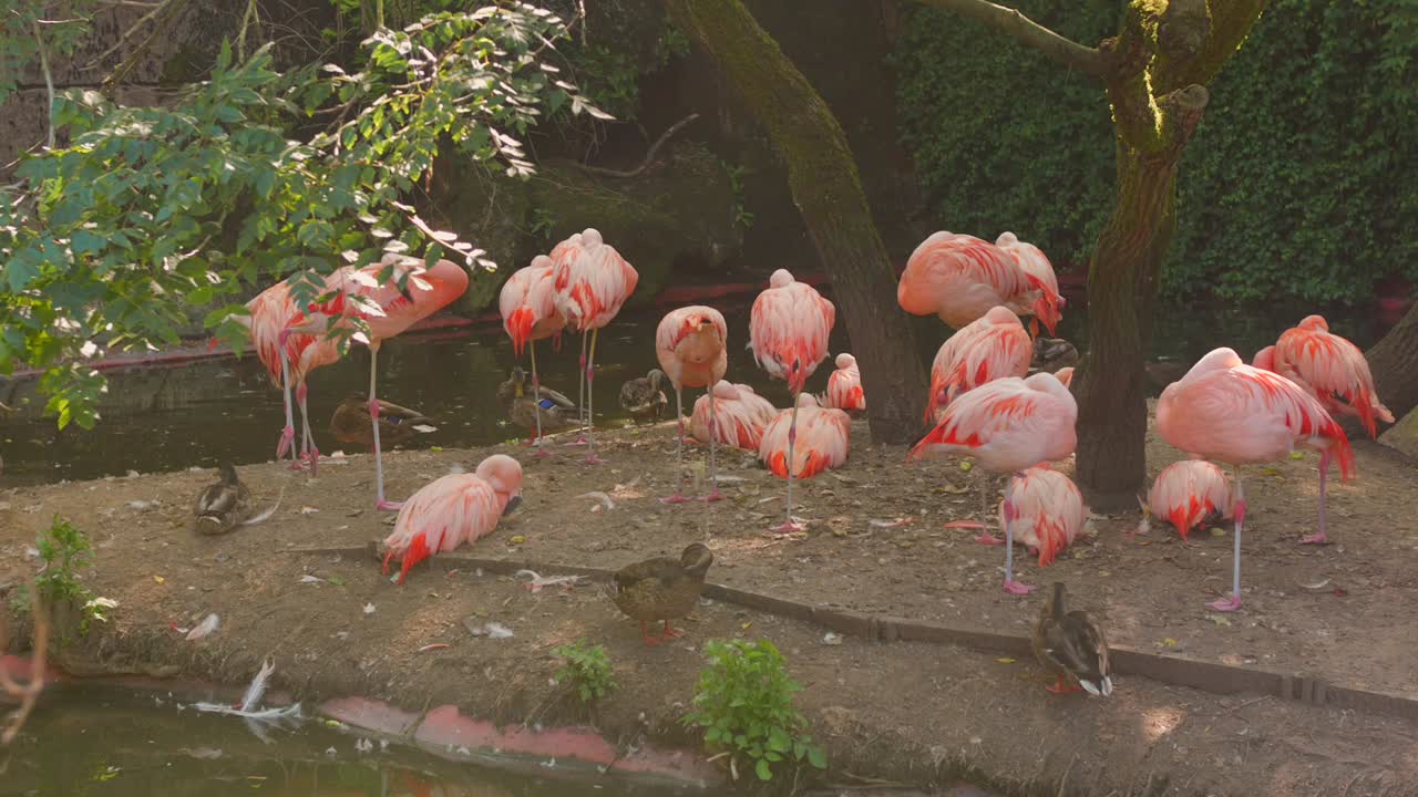 Profile view of group of Flamingoes in a zoo in France.