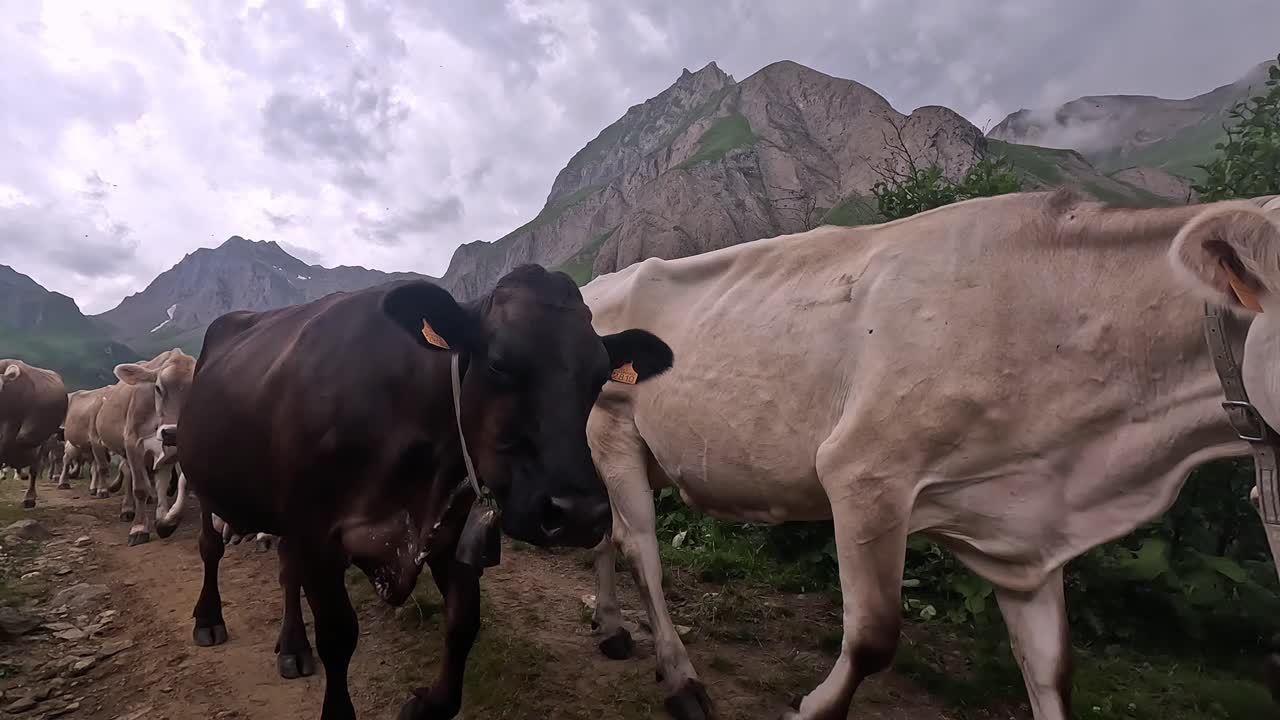 Lasciar passare una mandria di mucche su una strada di montagna nelle Alpi svizzere