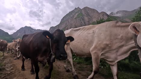 letting a cow herd pass by on a mountain road in the alps of switzerland